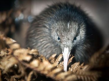 Pūkaha National Wildlife Centre